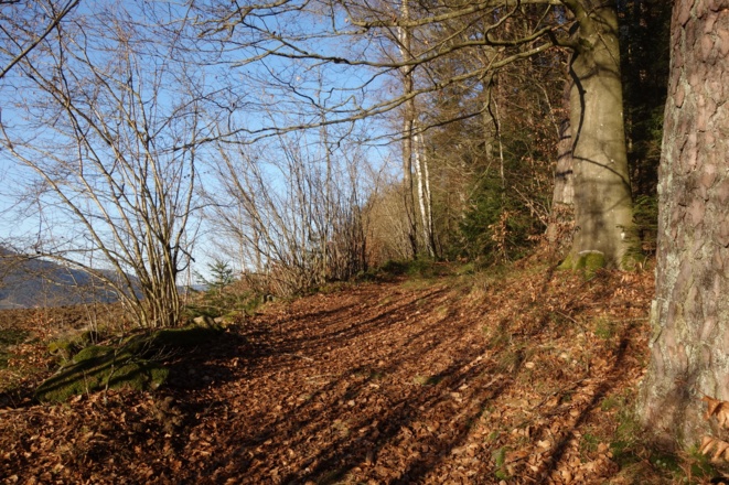 tolle Waldwege