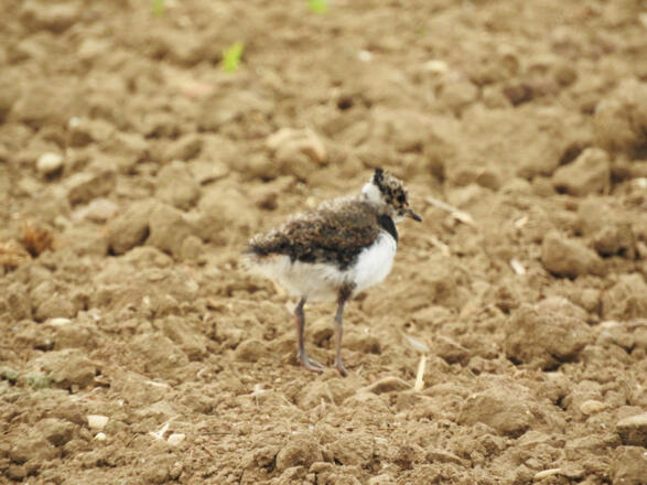 IMG_6825Szuecs_bearb