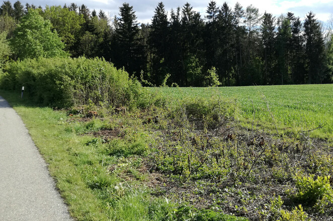 IMG_20190509_173619_bearb