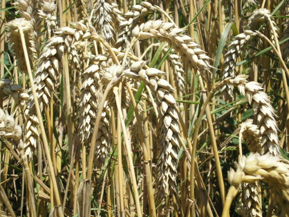 Bild 3 Weizen erntereif nahaufnahme_bearb