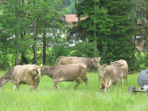 Allgäuer Braunvieh