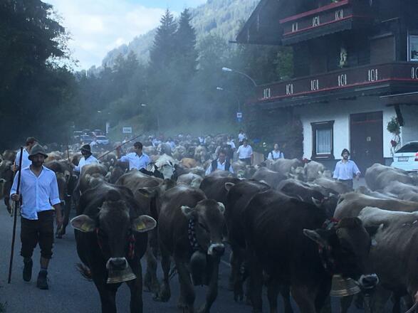 Viehscheid im Kleinwalsertal
