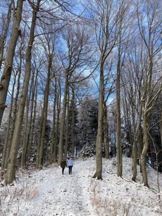 Lichter Buchenwald im Gipfelbereich