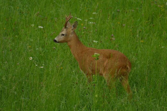 Besuch aus dem Wald