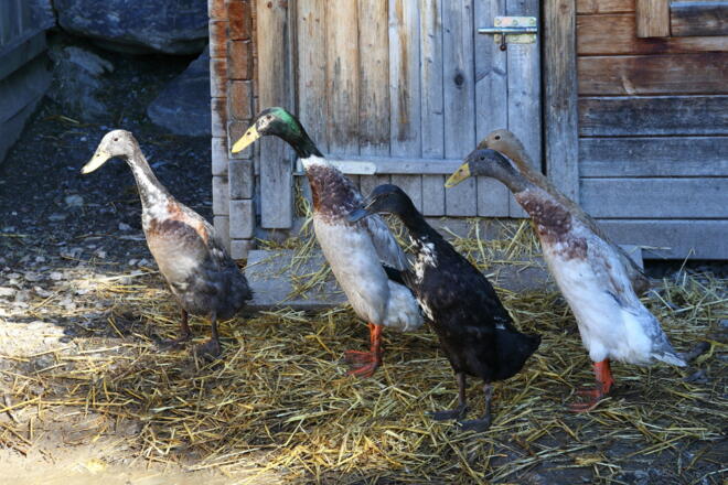 Den Enten gefällt es auf der Mooslehenalm besonders gut