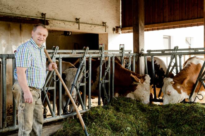 Bernhard und die Ochsen