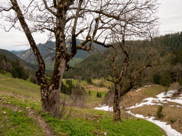 Alte Bäume mit Blick auf die Bodenschneid.