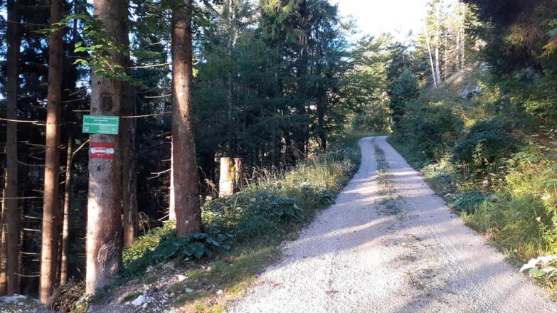 Forststraße ~835m, kurz rechts und links ansteigen, WEG 837m.