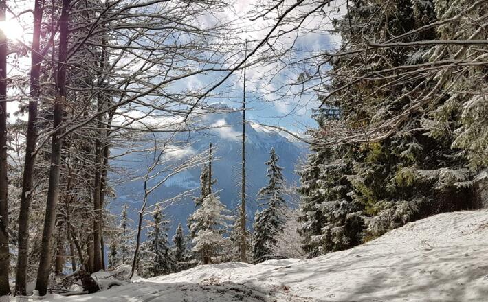 Blick zum Watzmann während des Aufstiegs zum Götschn