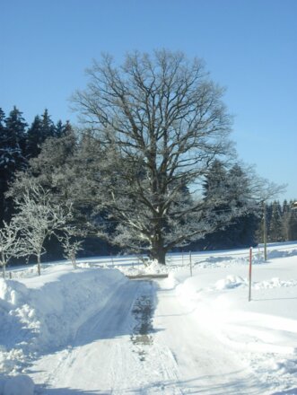 ..Blick aus dem Küchenfenster