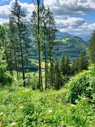 natur.BANK.wege | Weyer | Rotmäuer | 333504