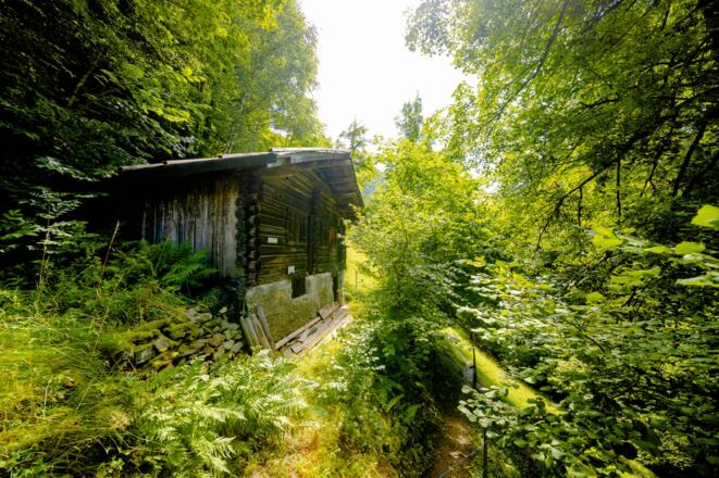 Im Wald oberhalb von Schruns