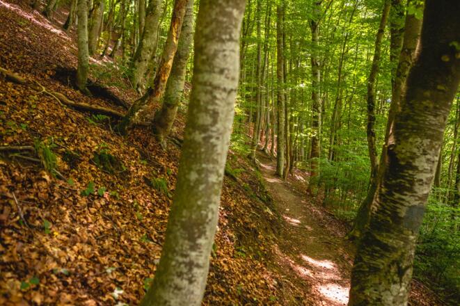Wald oberhalb von Schruns