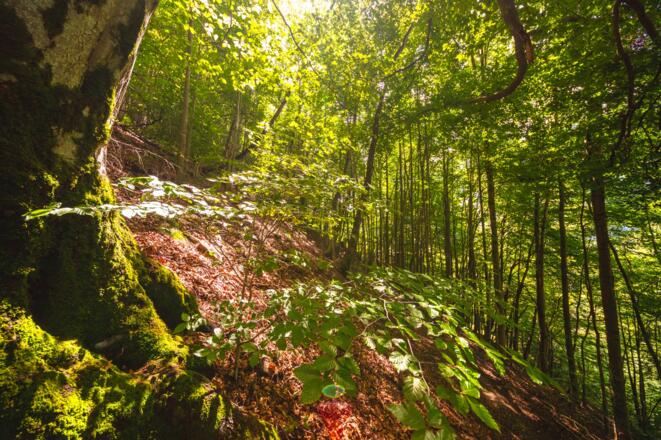 Wald oberhalb von Schruns