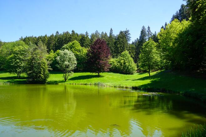 Waldsee Heimbuchenthal