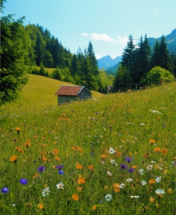 Blumenwiese