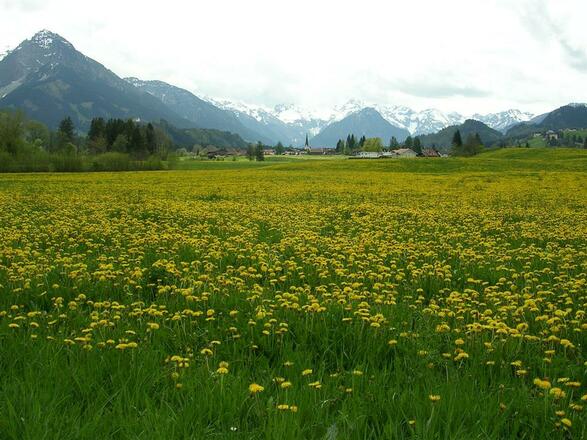 Fruehling im Allgäu