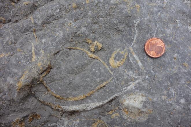 Muschelquerschnitt