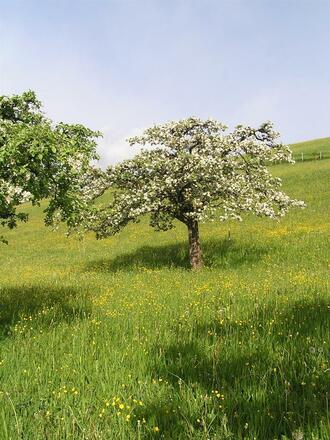 Obstbaumblüte