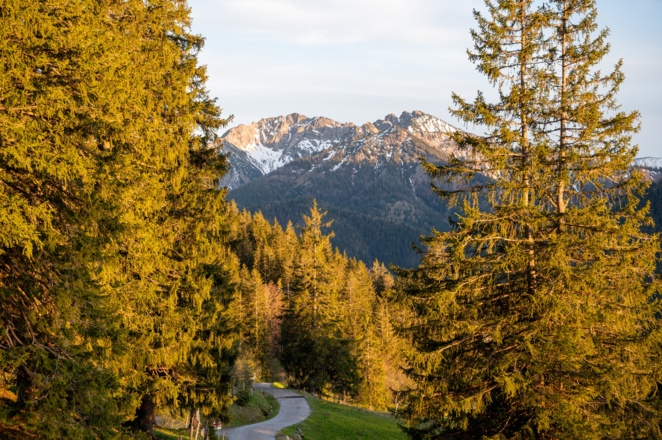 Fichten und der Schinder im Abendlicht
