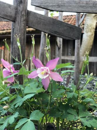 Impressionen aus dem Garten