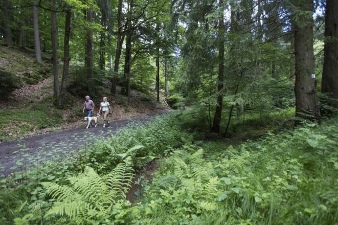 Wandern durch den Spessartwald