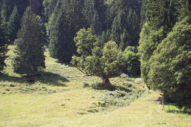 Bergahorn Außerwald