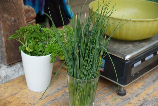 Petersilie Schnittlauch