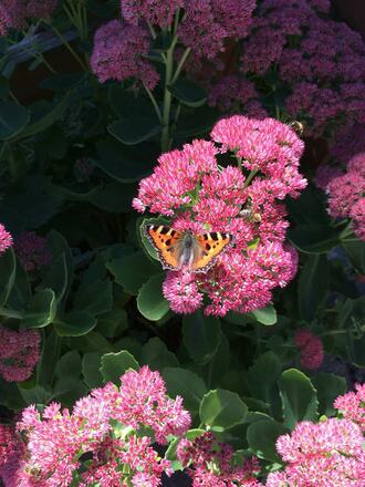 Schmetterling