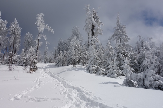 Tolle Pfade zwischen Ödriegel und Waldwiesmarterl