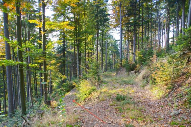 Letzte Abbiegung links auf dem Rundwanderweg Dr66