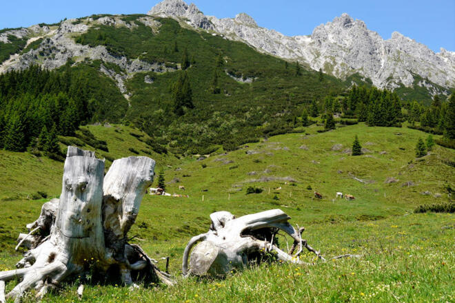 Pichlalm Panorama