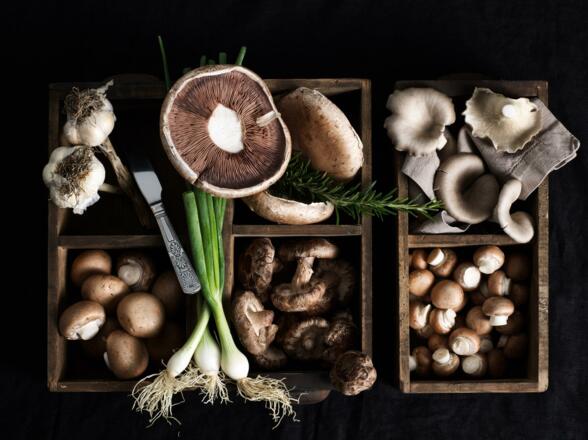 Tiroler Bio Pilze