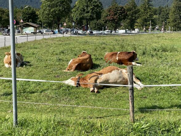 Ein Nickerchen im Sonnenschein