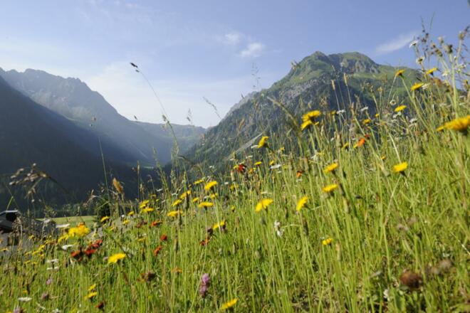 Sommer_Aussichten_Blick (3)