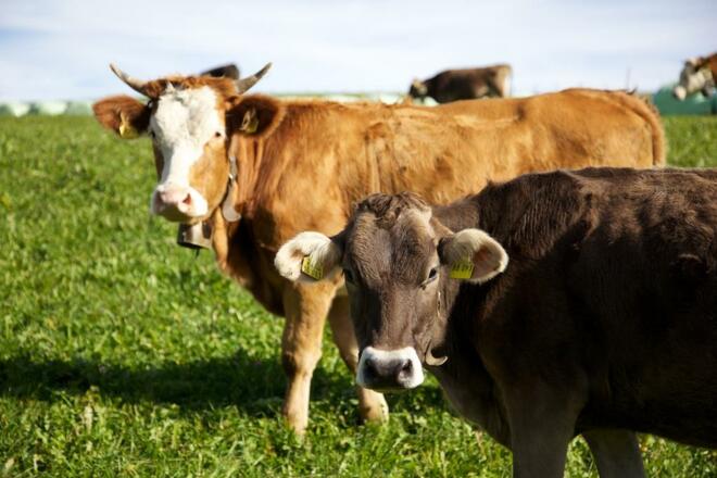 Allgäu Idylle &amp; Erholung