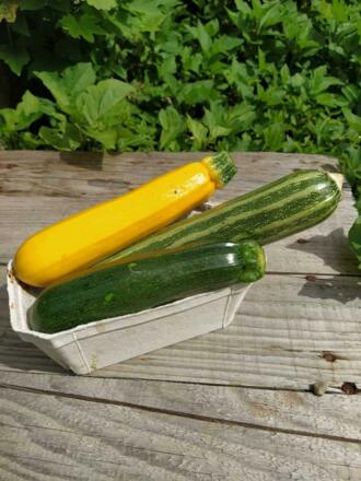 Urbanhof Zucchini