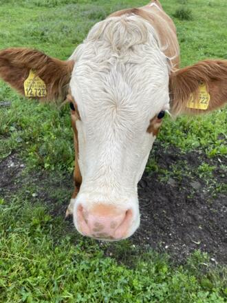 Muggale ist interessiert