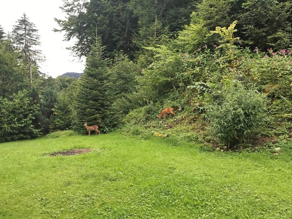 Garten mit Rehen