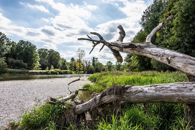 Ursprüngliche Landschaft im Naturschutzgebiet Isarauen