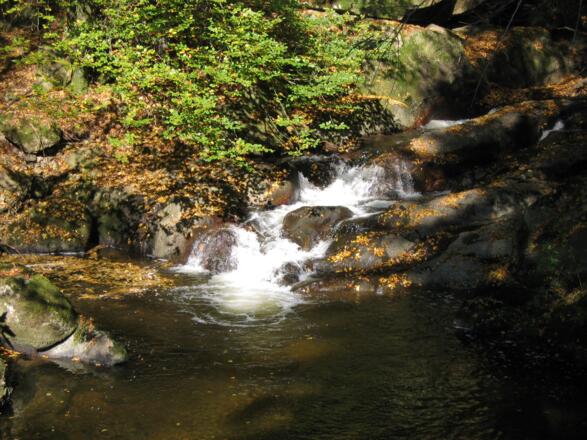 Pesenbach 1