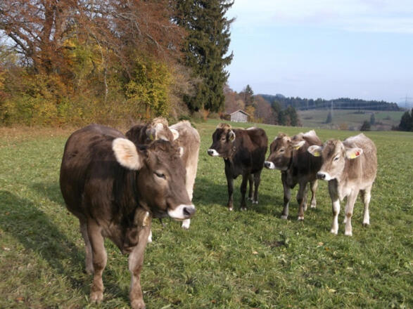 Jungvieh (Schumpen)