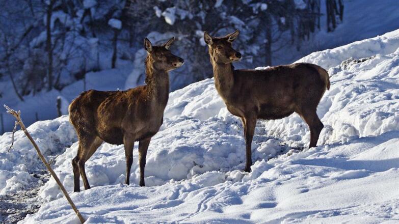 Rotwild im Winter