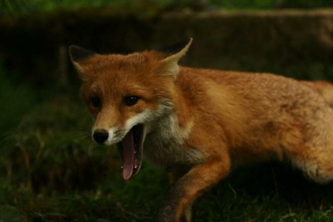 Fuchs
