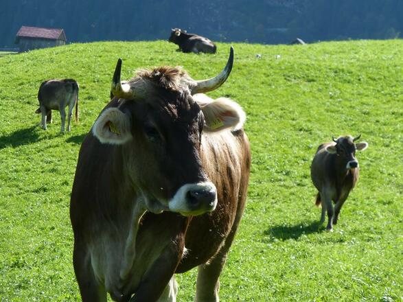 Kühe auf der Alpe
