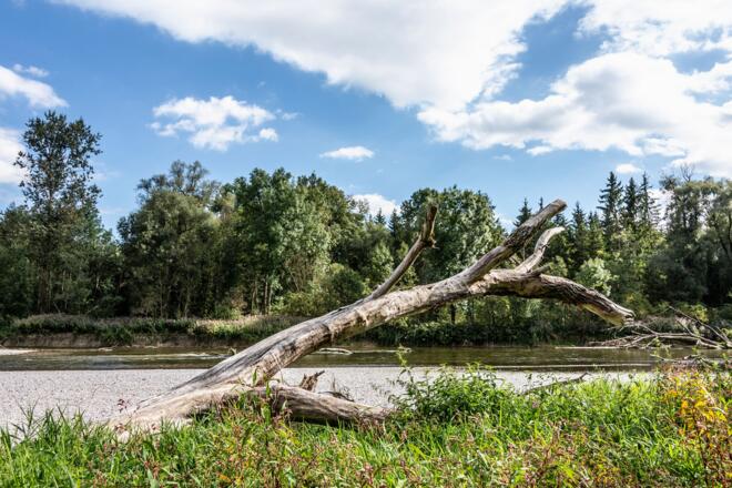 Ursprüngliche Landschaft im Naturschutzgebiet Isarauen