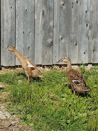 Unsere Tiere hautnah erleben