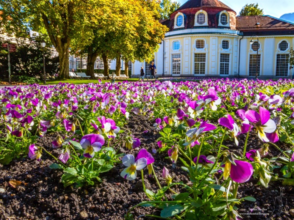 Prächtige Blumenpracht im Kurgarten Bad Reichenhall.