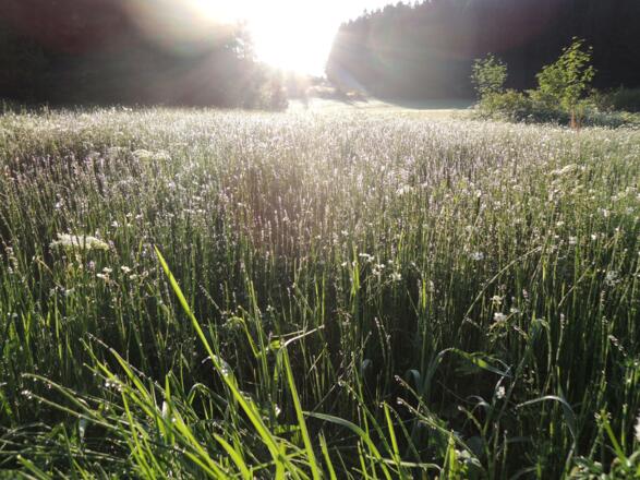 Moorlandschaft im Schlettermoos