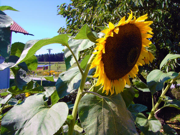 Landhaus Müller (Bad Birnbach)